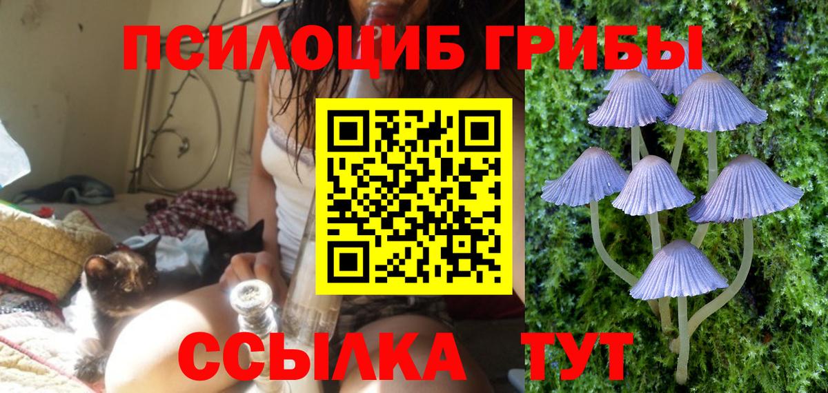 Псилоцибиновые грибы Psilocybe  закладки  Сегежа  Вход с VPN 